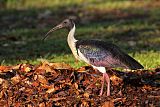 Straw-necked Ibis